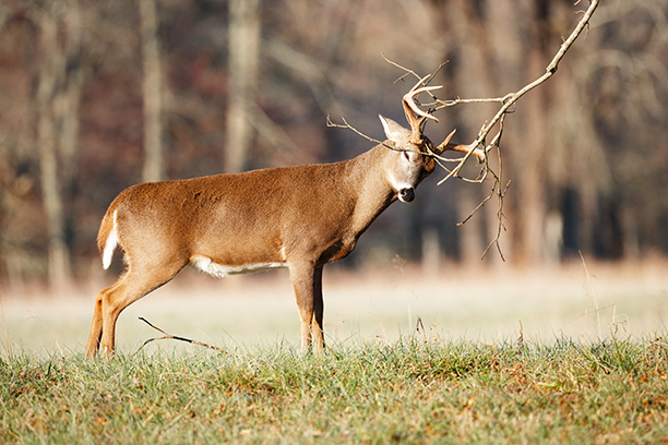 CWD confirmed in a wild deer near Wheaton in western Minnesota for the first time – Outdoor News