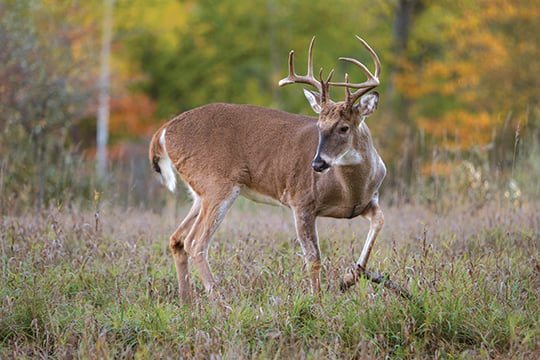 CWD endemic in southeast trio of deer permit areas in Minnesota – Outdoor News