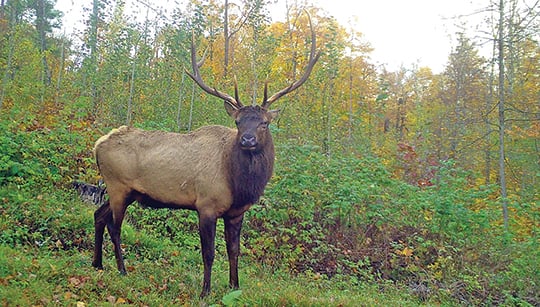 Dean Bortz: Crop damage one corner of Wisconsin’s elk program needing attention – Outdoor News