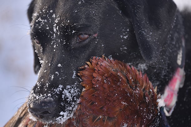 December roosters are escape artists; here’s how to outsmart them – Outdoor News