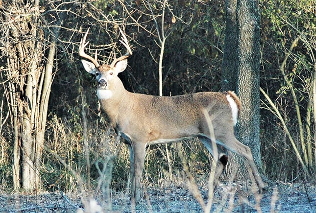 Deer Management Assistance Program 2.0 offers new benefits — plus fees — for Wisconsin landowners – Outdoor News