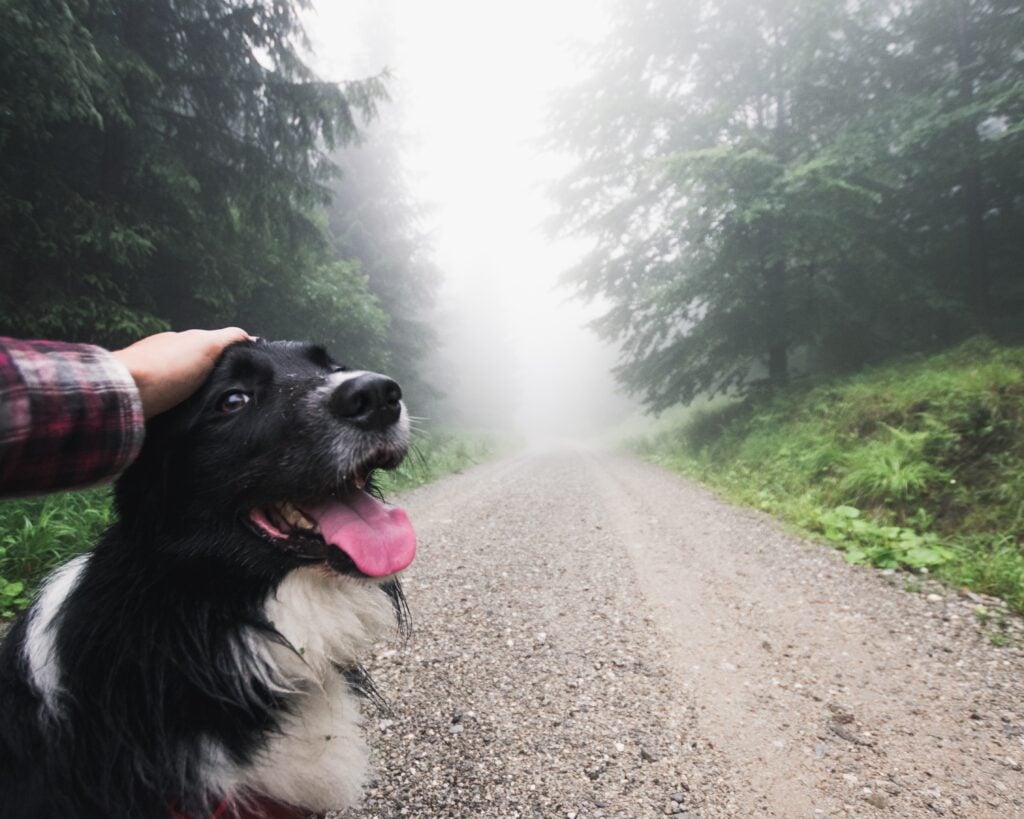 Dog hiking in a national park