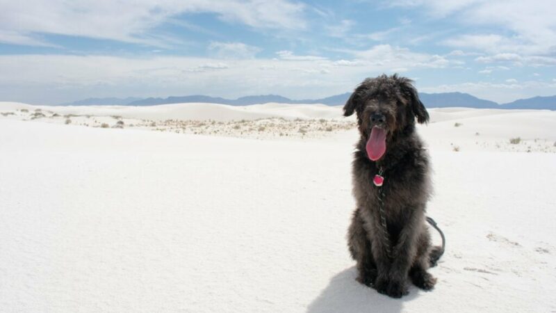 Dog-Friendly National Parks to Visit With Your Pup