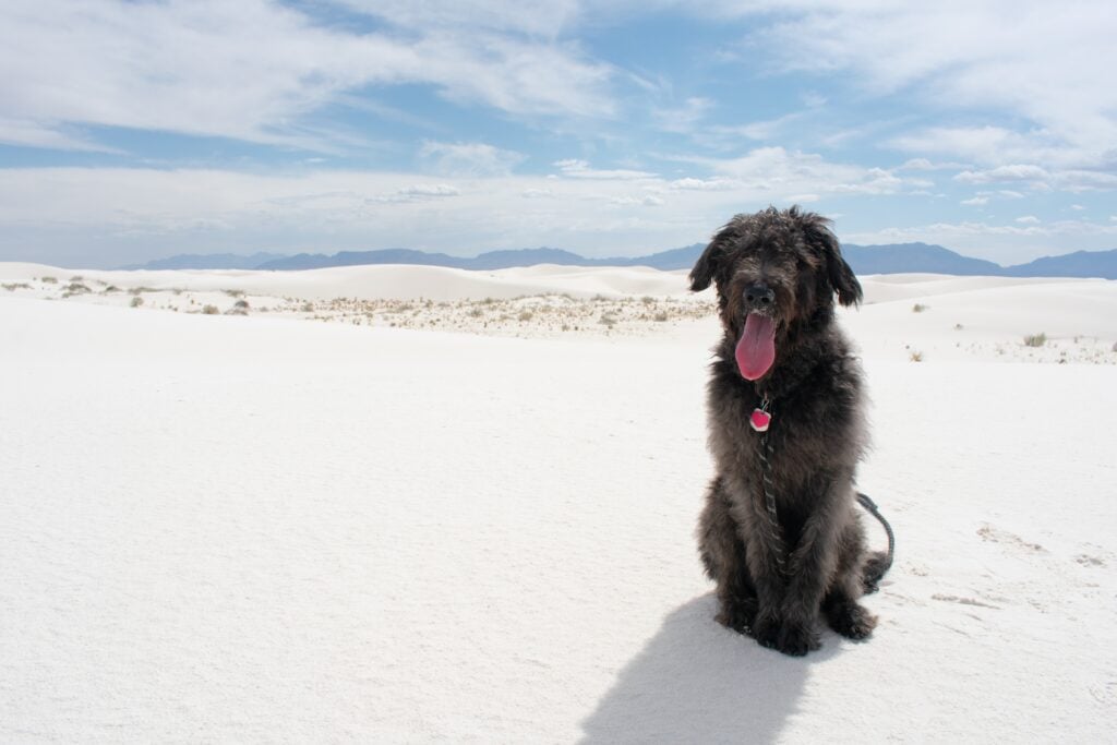 Dog in White Sands (one of the dog friendly national parks)