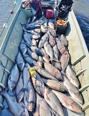 Early ice on Mississippi sidetracks capture of Asian carp in Minnesota, Wisconsin – Outdoor News