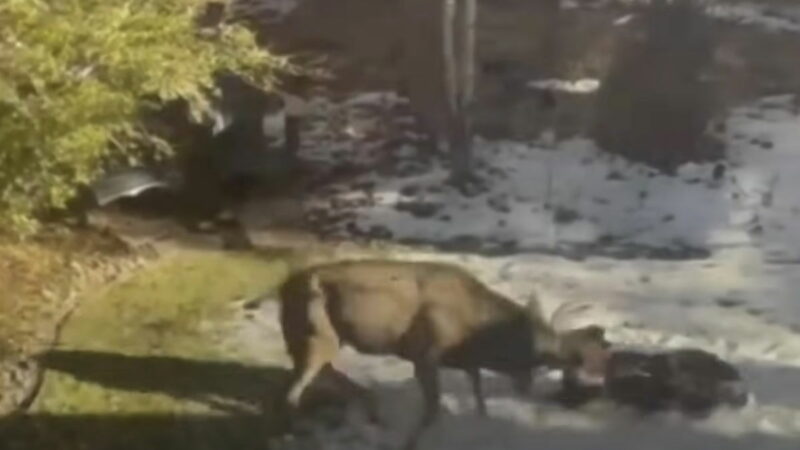 Elk Attacks Dog in Colorado Backyard (Video)