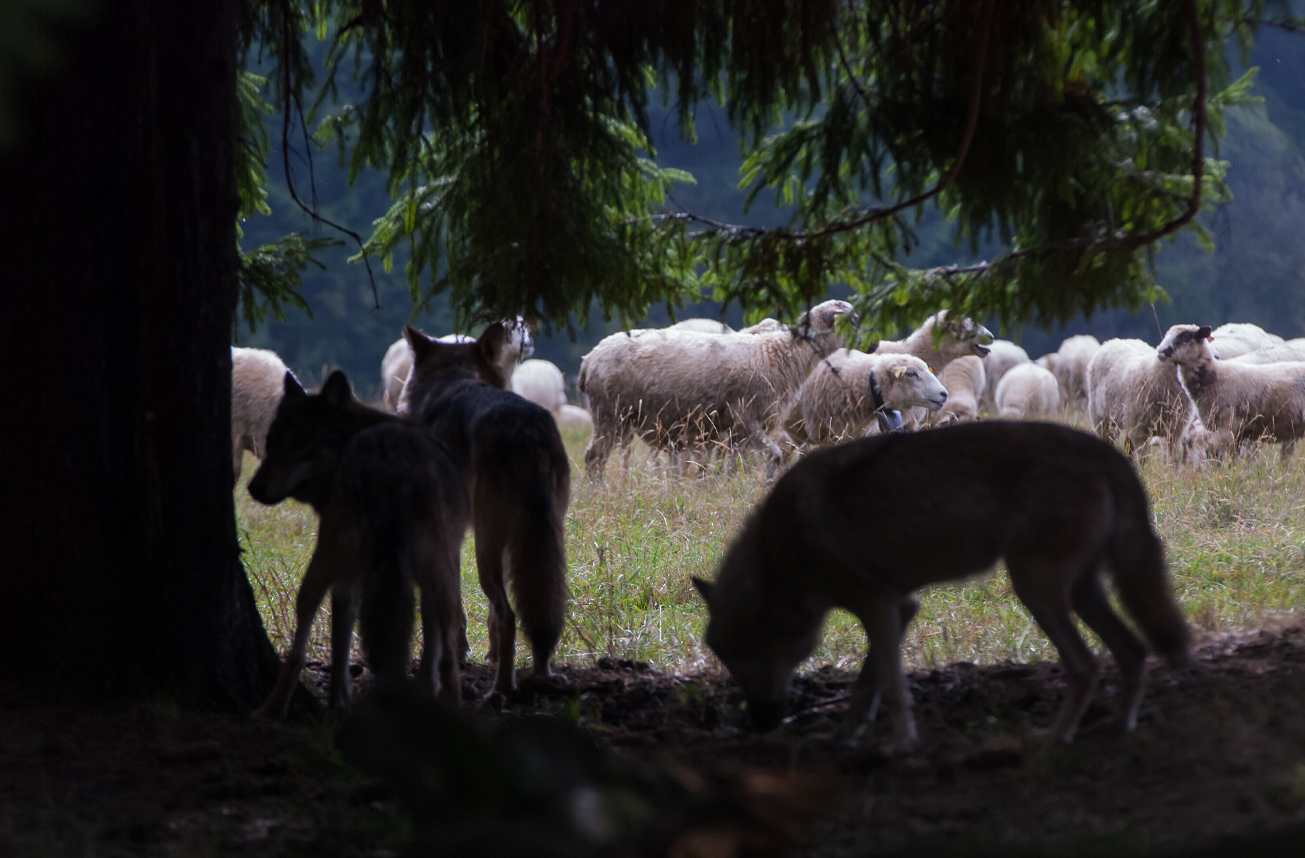 A wolf pack hunting sheep in Europe.