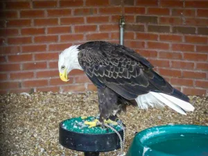 Freedom, a Southern bald eagle, is Georgia Southern University’s mascot.