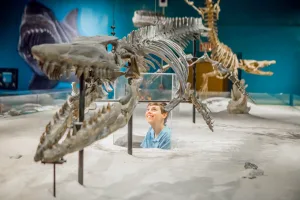 On the GSU campus, Georgia Southern Museum showcases prehistoric and modern fossils.