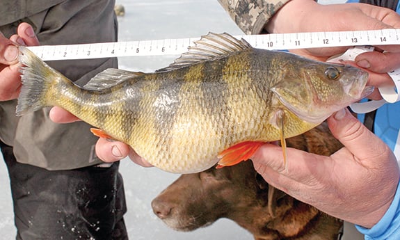 Go shallow for early-ice panfish in New York – Outdoor News