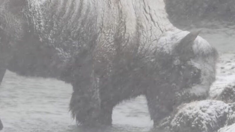 Haunting Videos Show Bison Riding out a Blizzard in Yellowstone