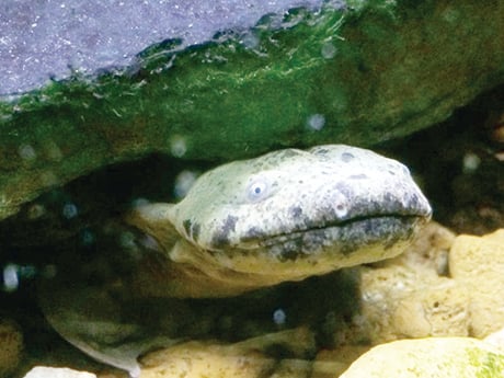 Hellbenders proposed for endangered listing in U.S. – Outdoor News