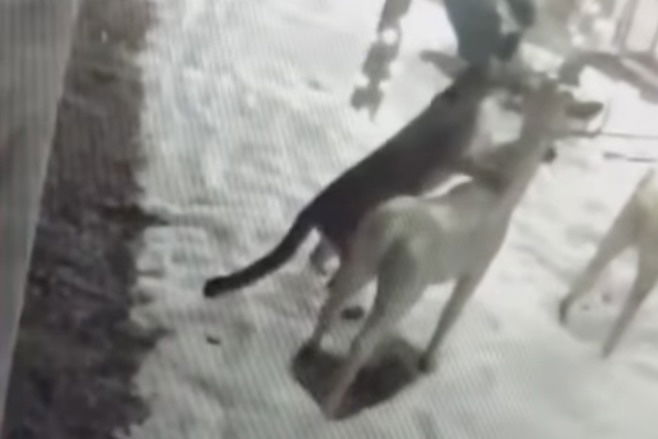 Holiday Decor Confuses Mountain Lion in Wyoming (Video)