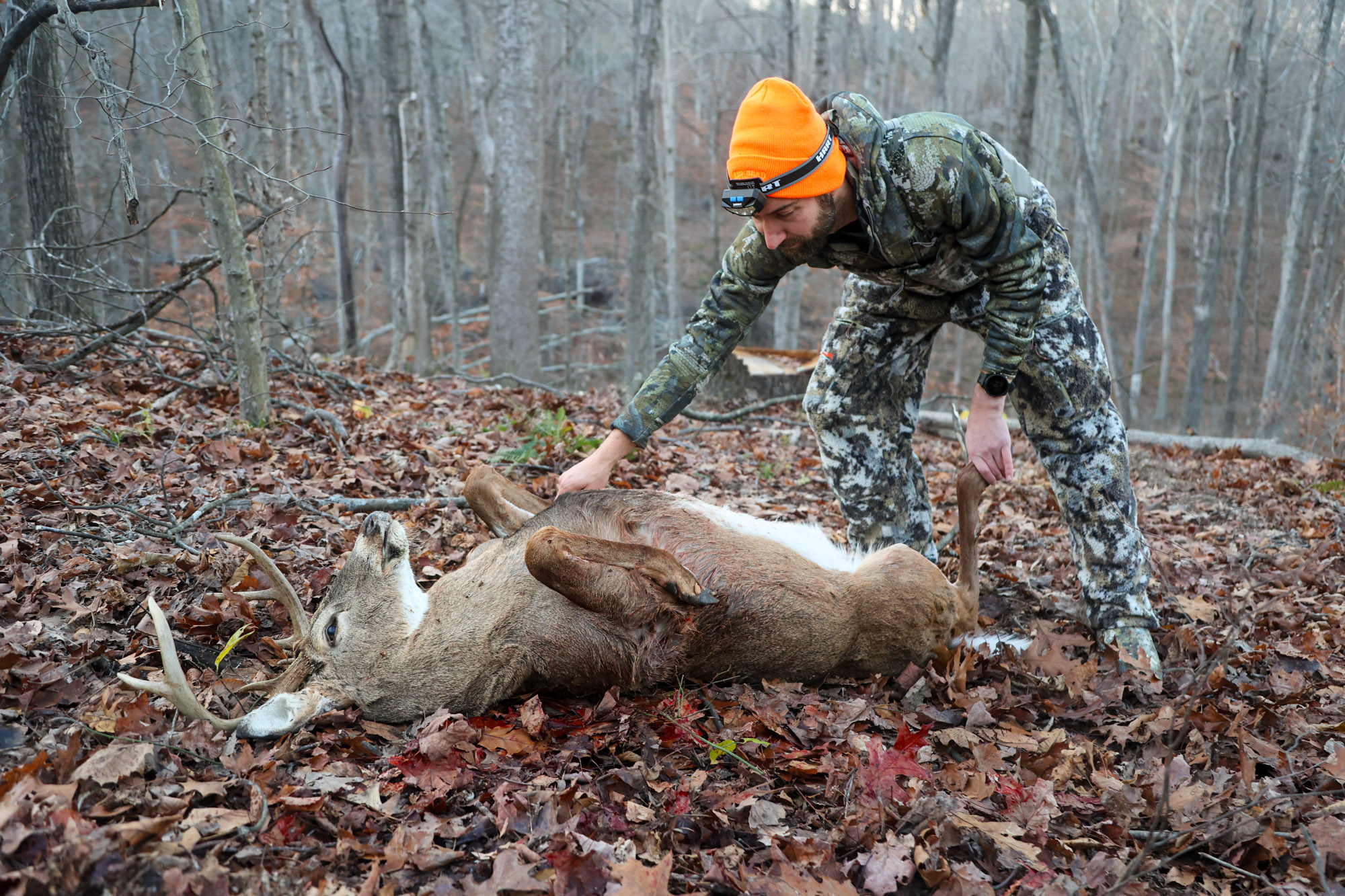 Begin to gut a deer by rolling it onto its back