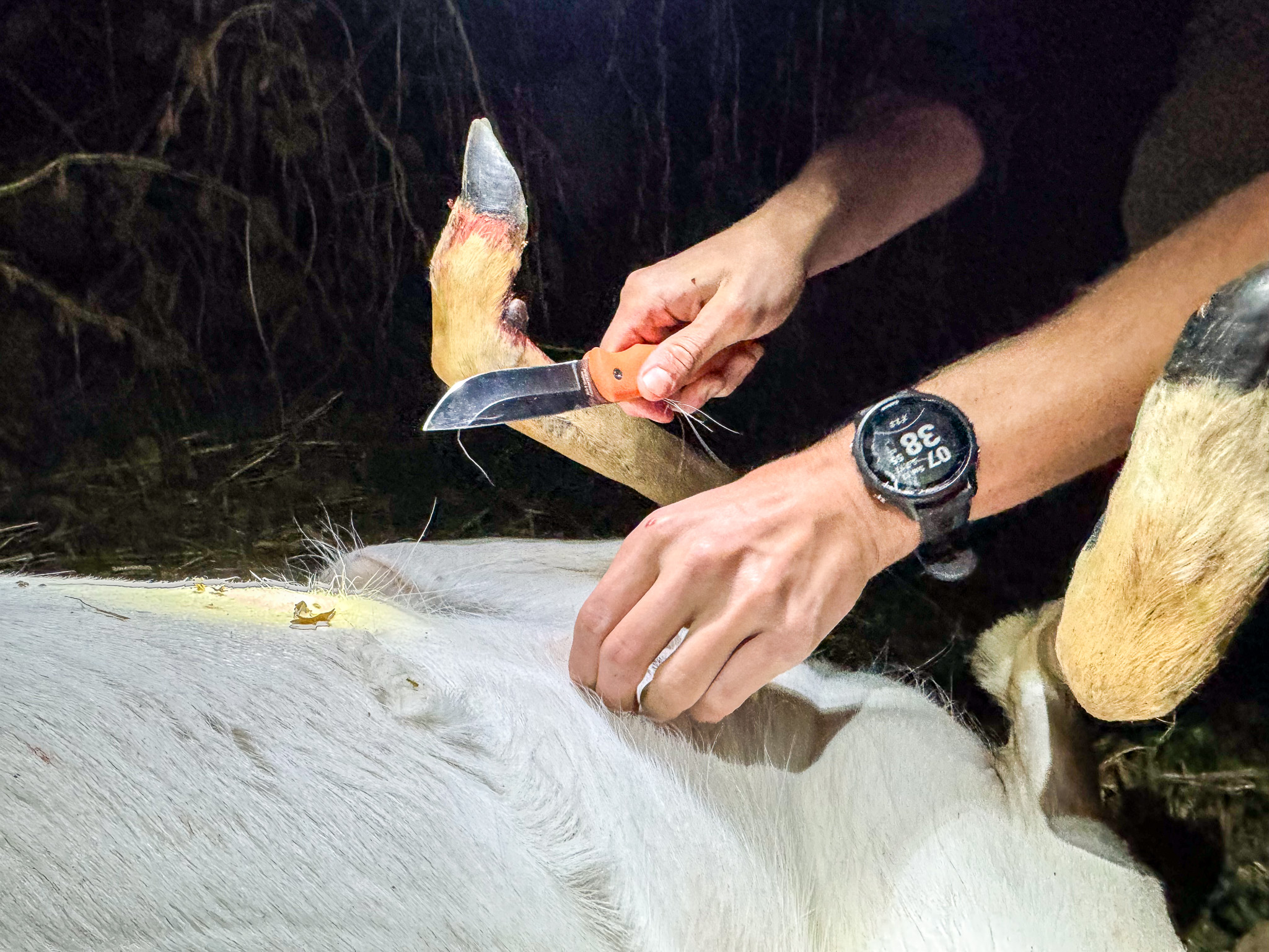 A hunter prepares to gut a deer.