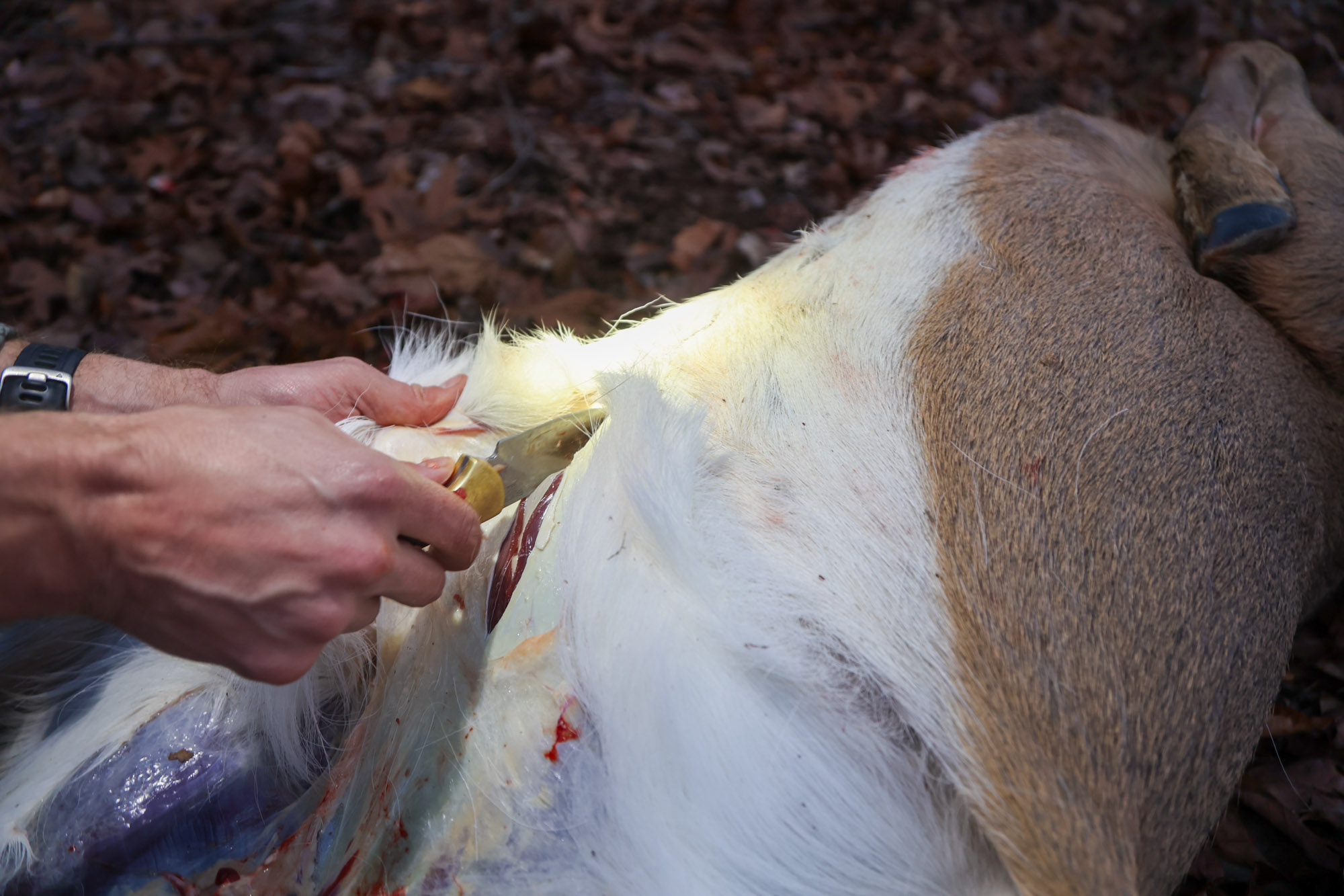 Unzipping a deer while field dressing.