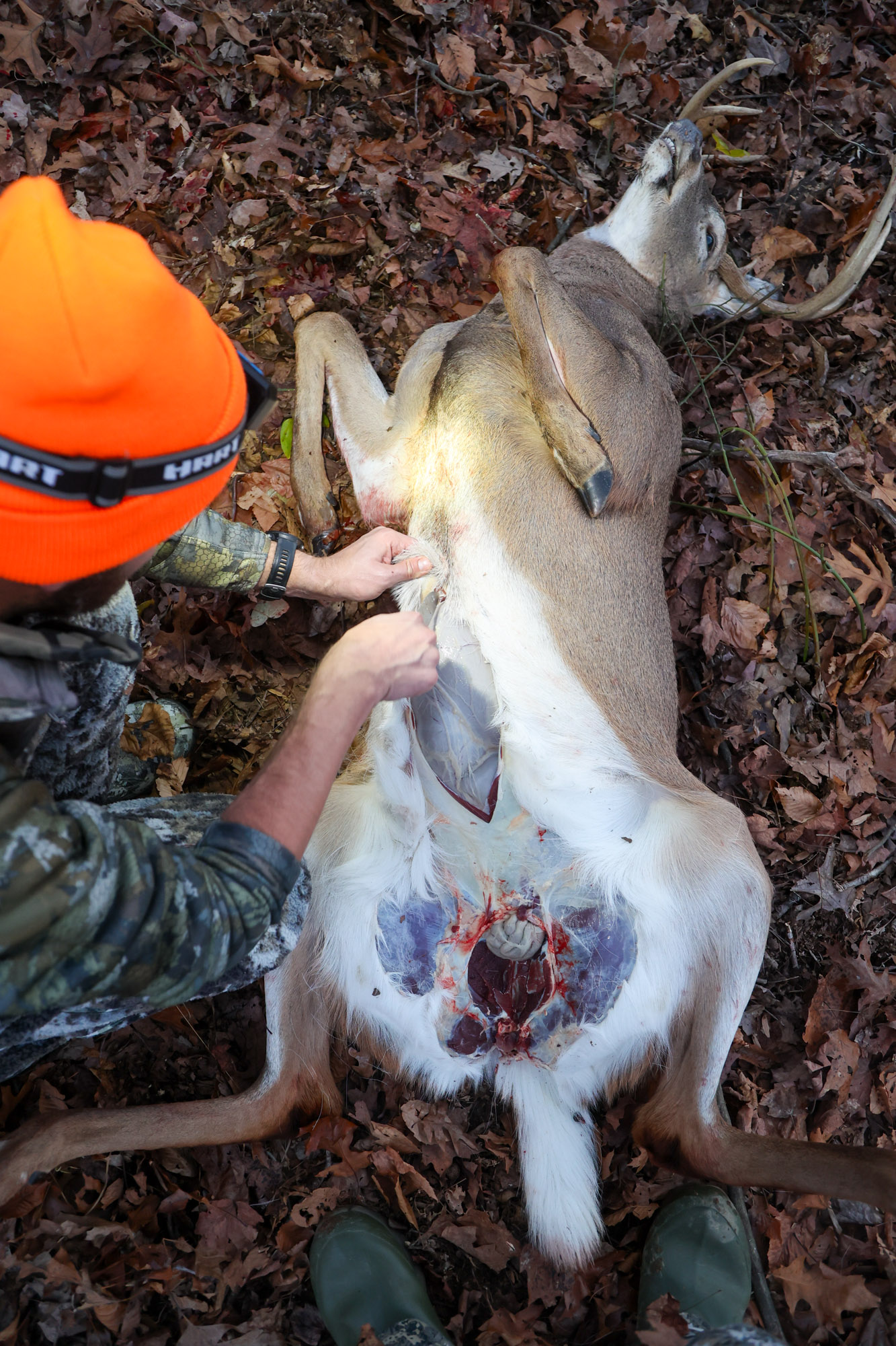 Making the main abdominal cut while gutting a deer.