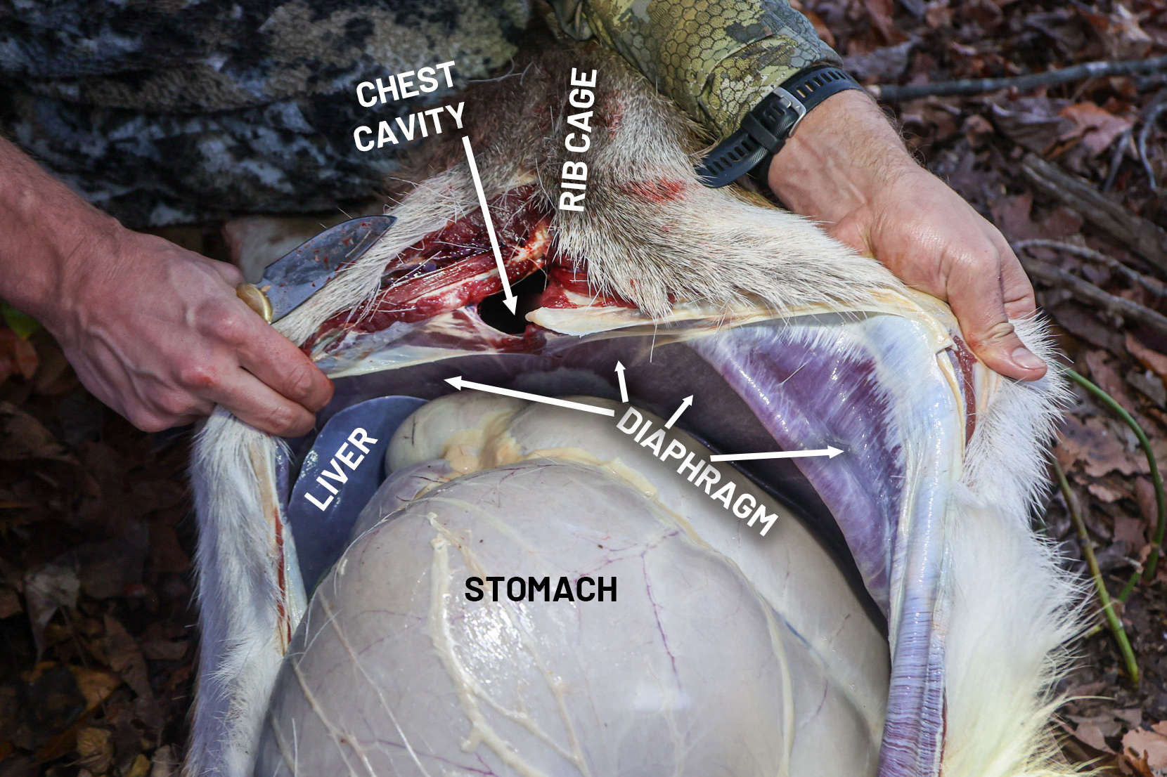 A labeled photo of the inside of a deer.