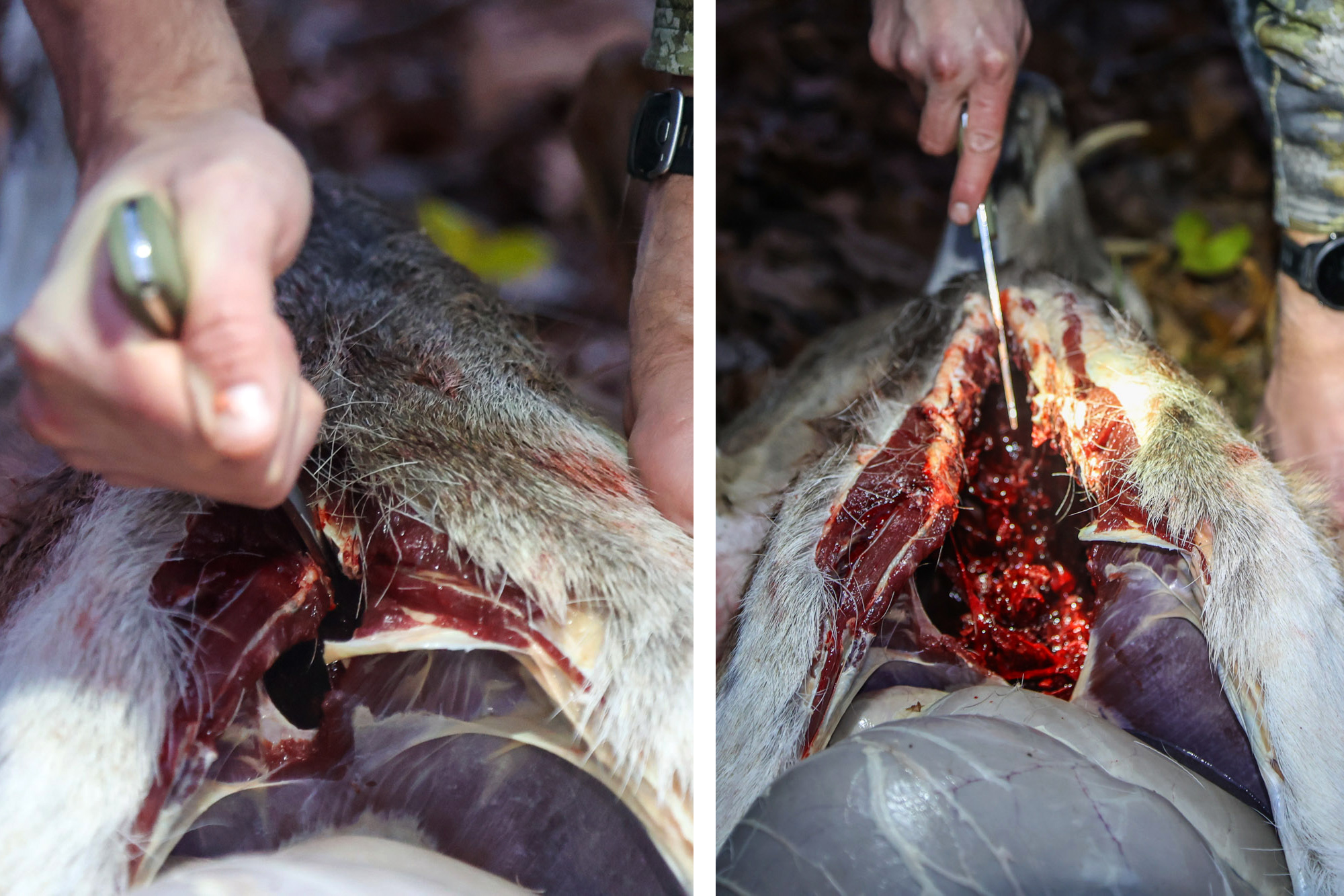 Cutting the ribs of a deer with a knife.