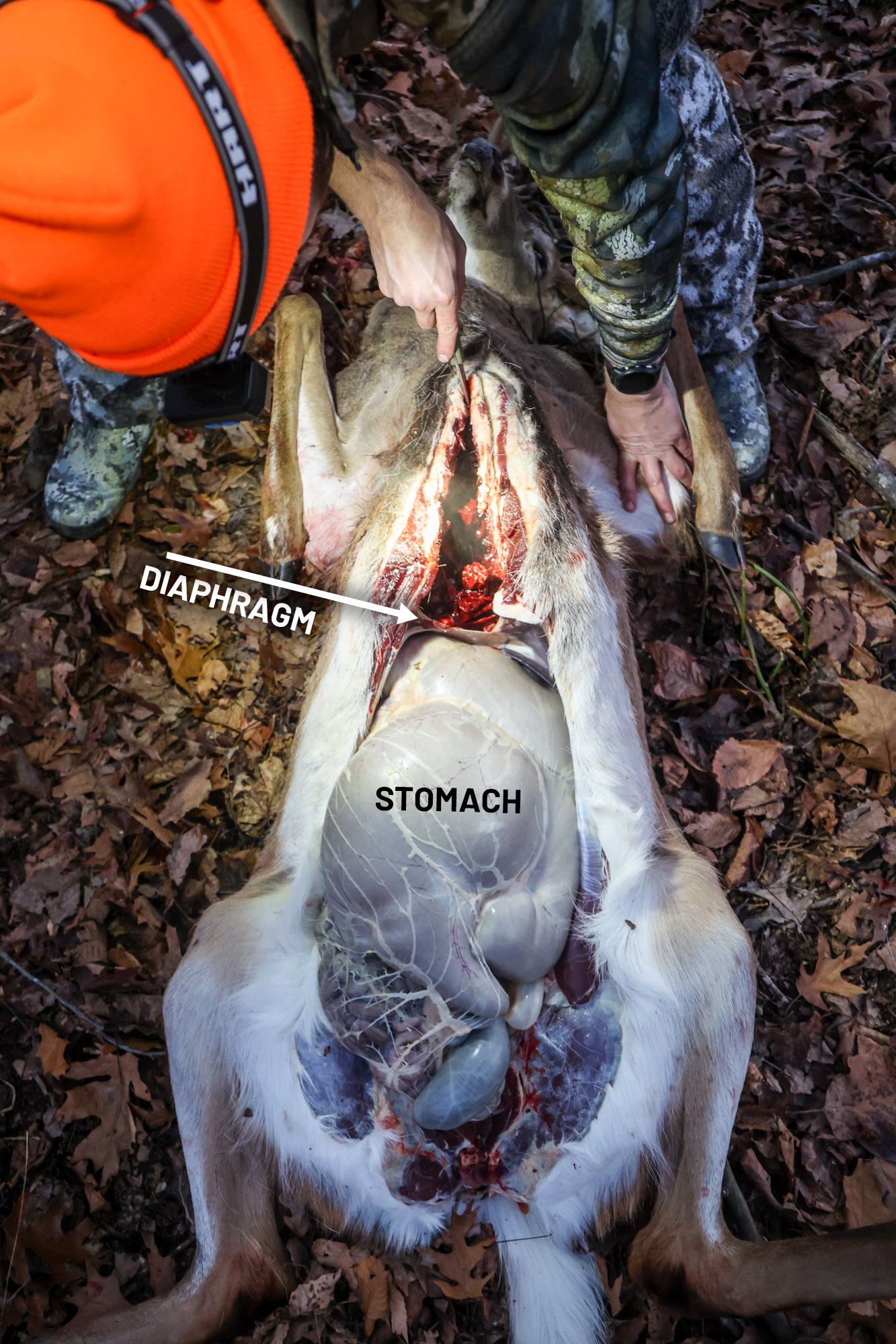 A birds-eye-view of a deer during the field-dressing process.