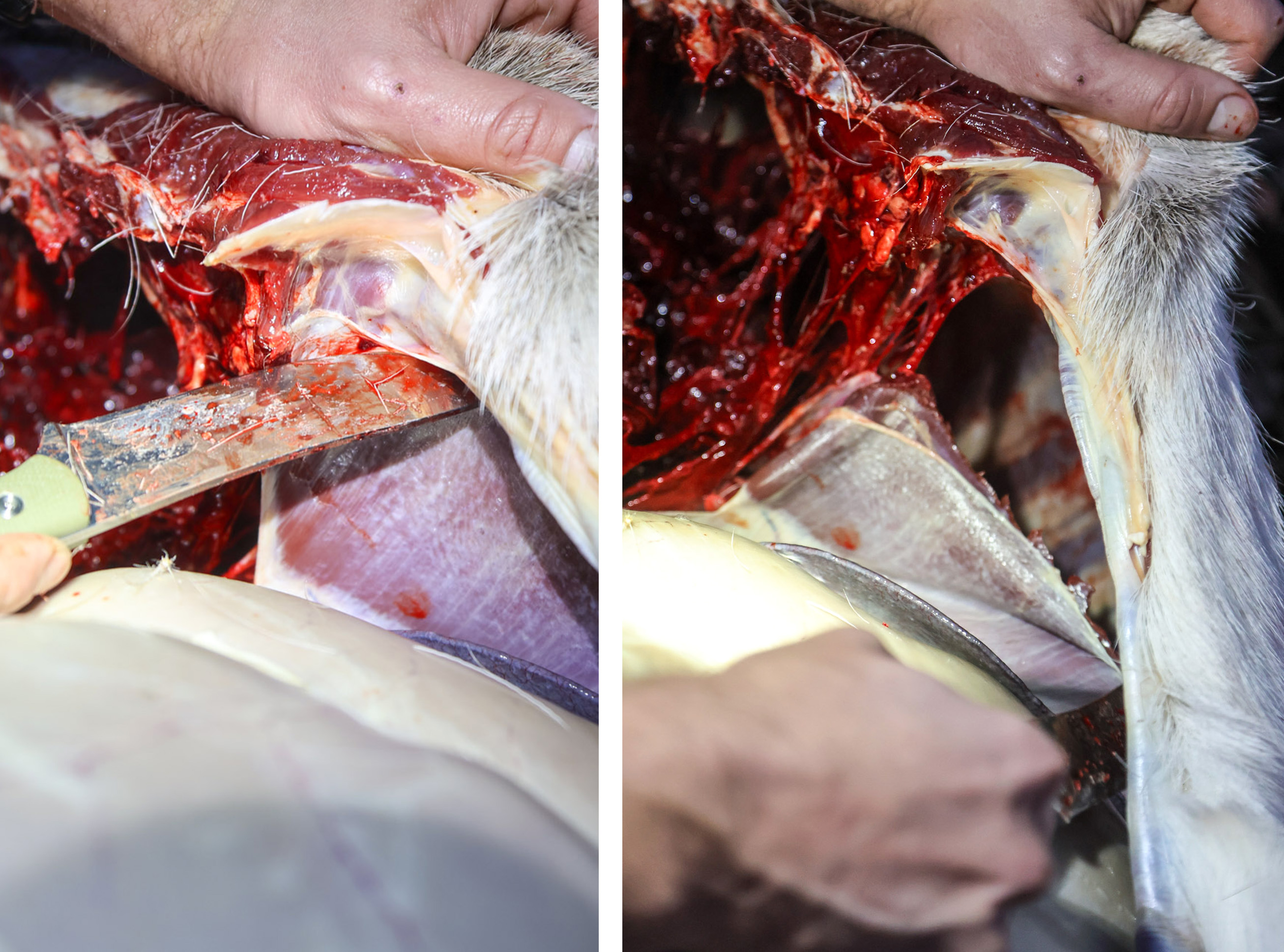 Cutting the diaphragm of a deer where it meets the ribs.