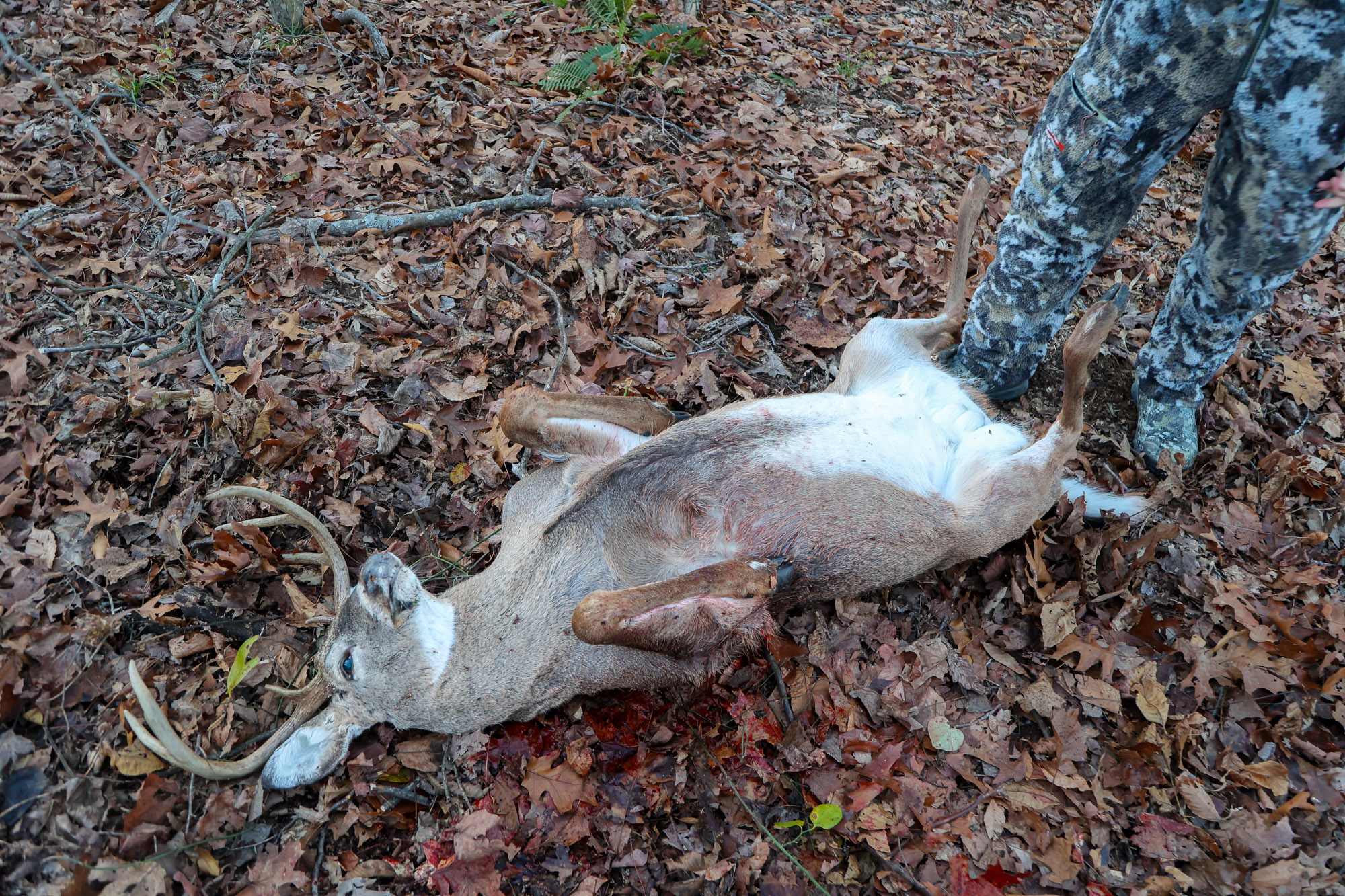 A dead buck on its back, ready for field dressing.