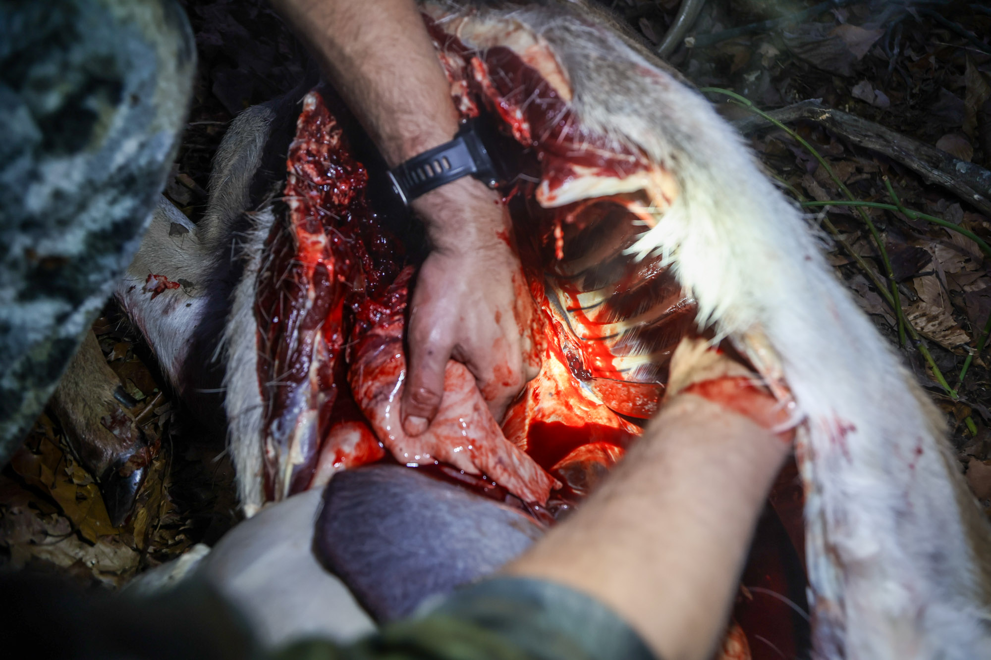 How to field dress a deer by cutting away the connective tissue.