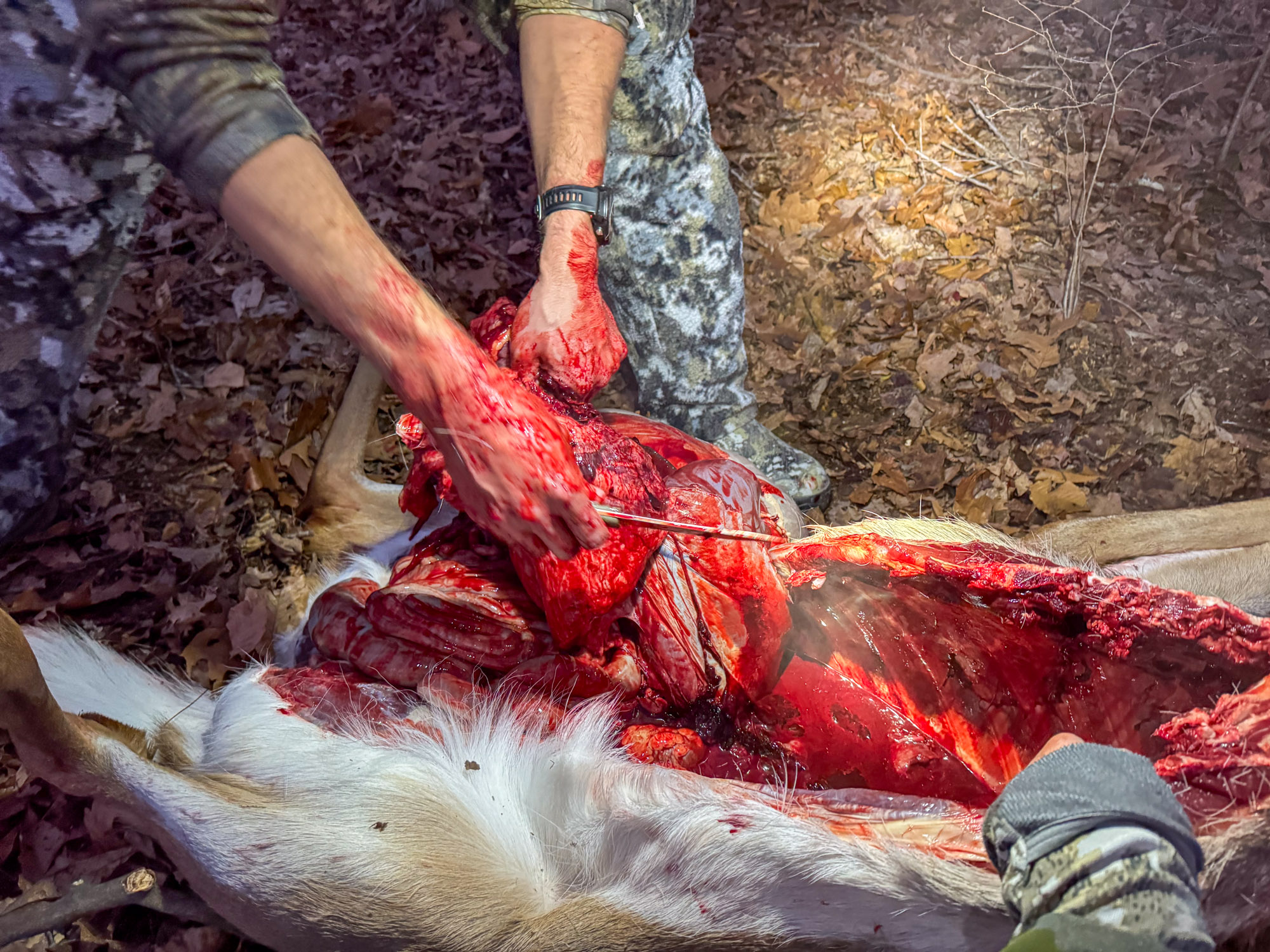 Pulling organs out of a deer.