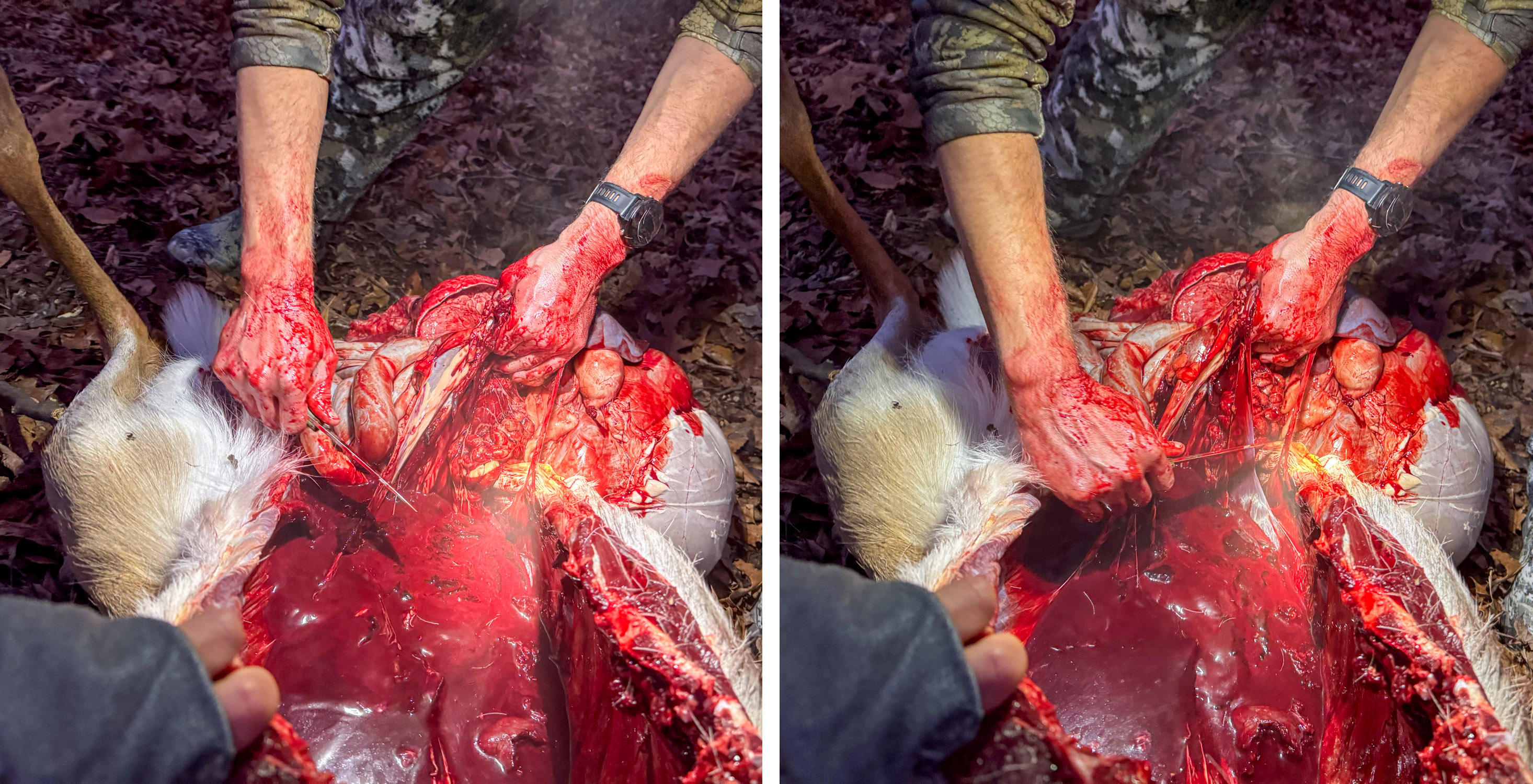 Field dressing a bloody deer.