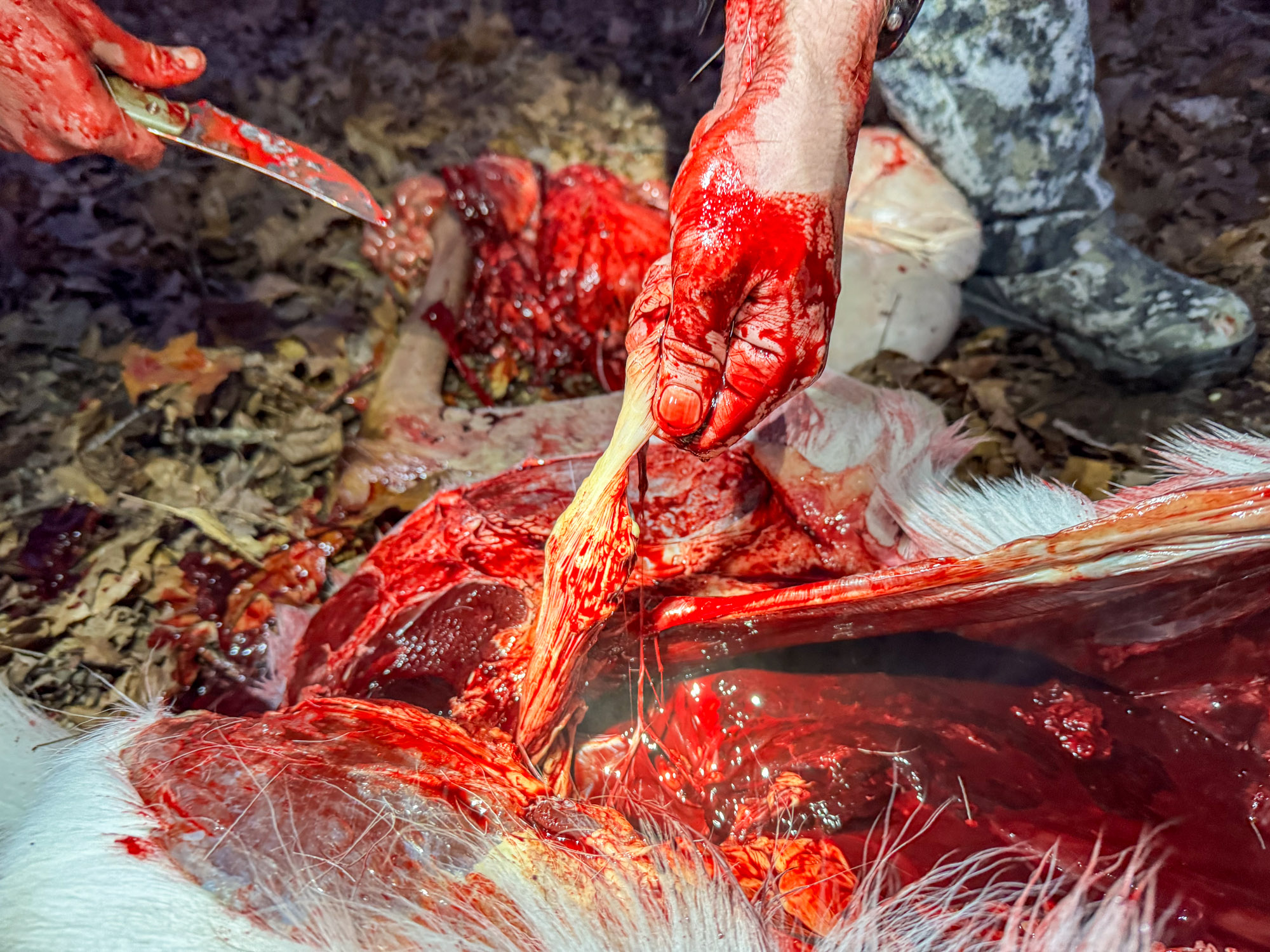 A hunter pulls the colon out of a deer.