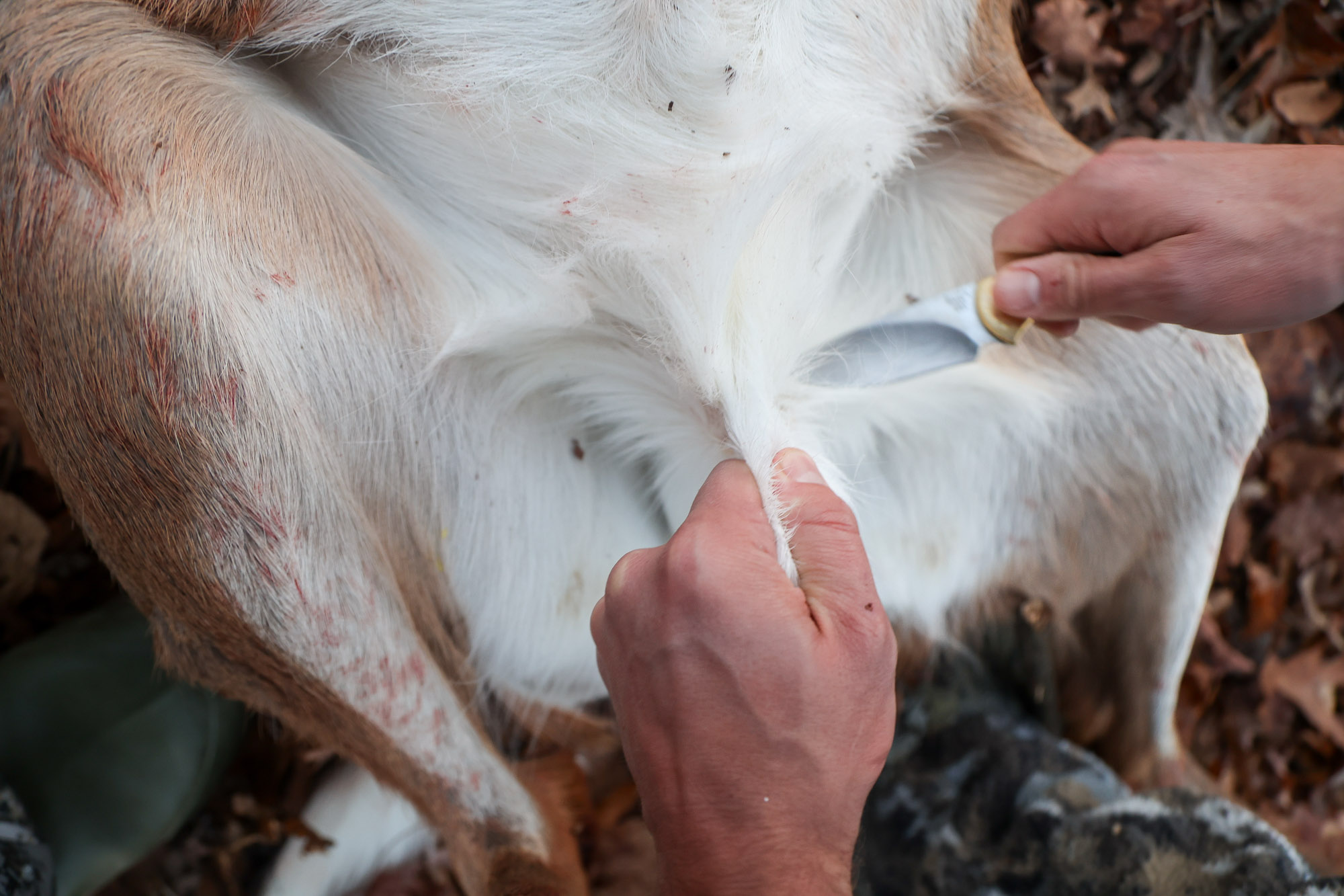 Grabbing a piece of hide between a deer's pelvis while field dressing.