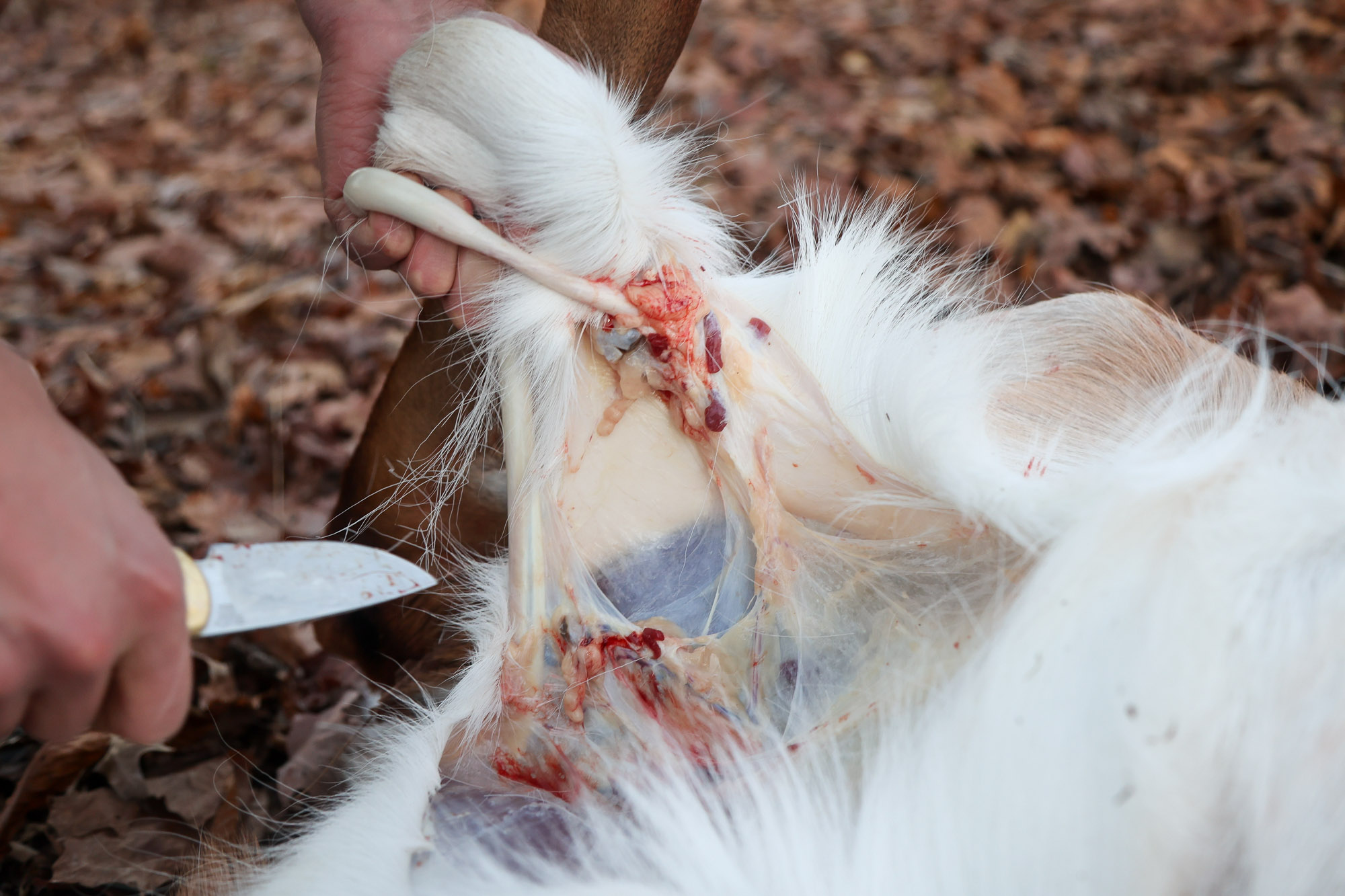 Removing the reproductive organs from a deer while field dresisng.