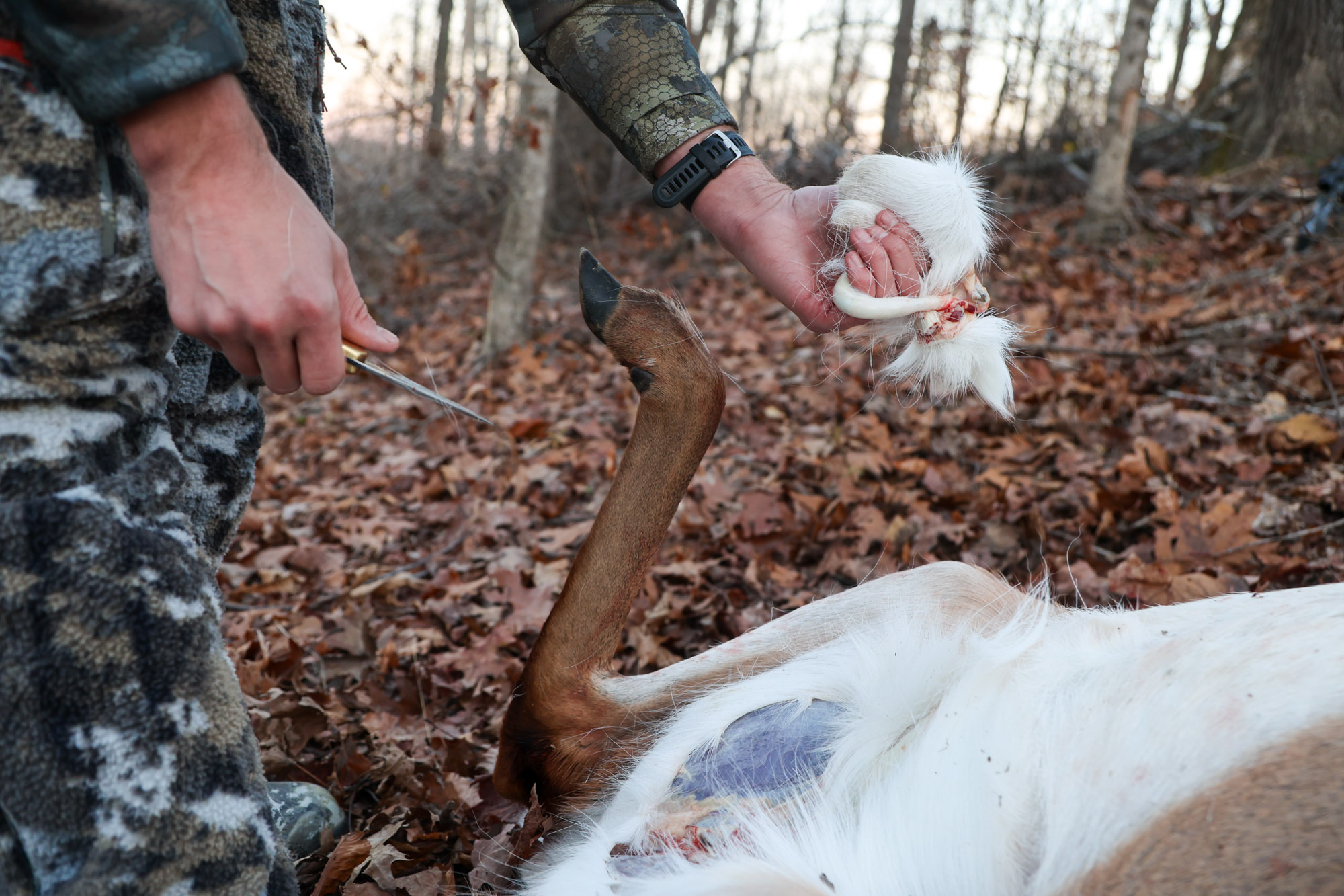 Removing the testicles from a deer while field dressing.