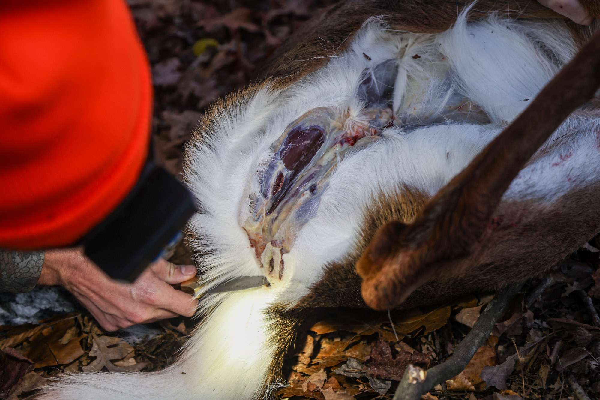 Cutting the rectum out of a deer while field dressing.