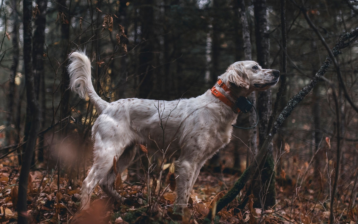 English setter on point