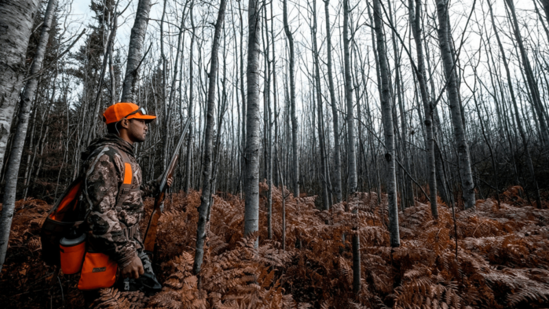 How to Find and Hunt Grouse in Successional Habitat