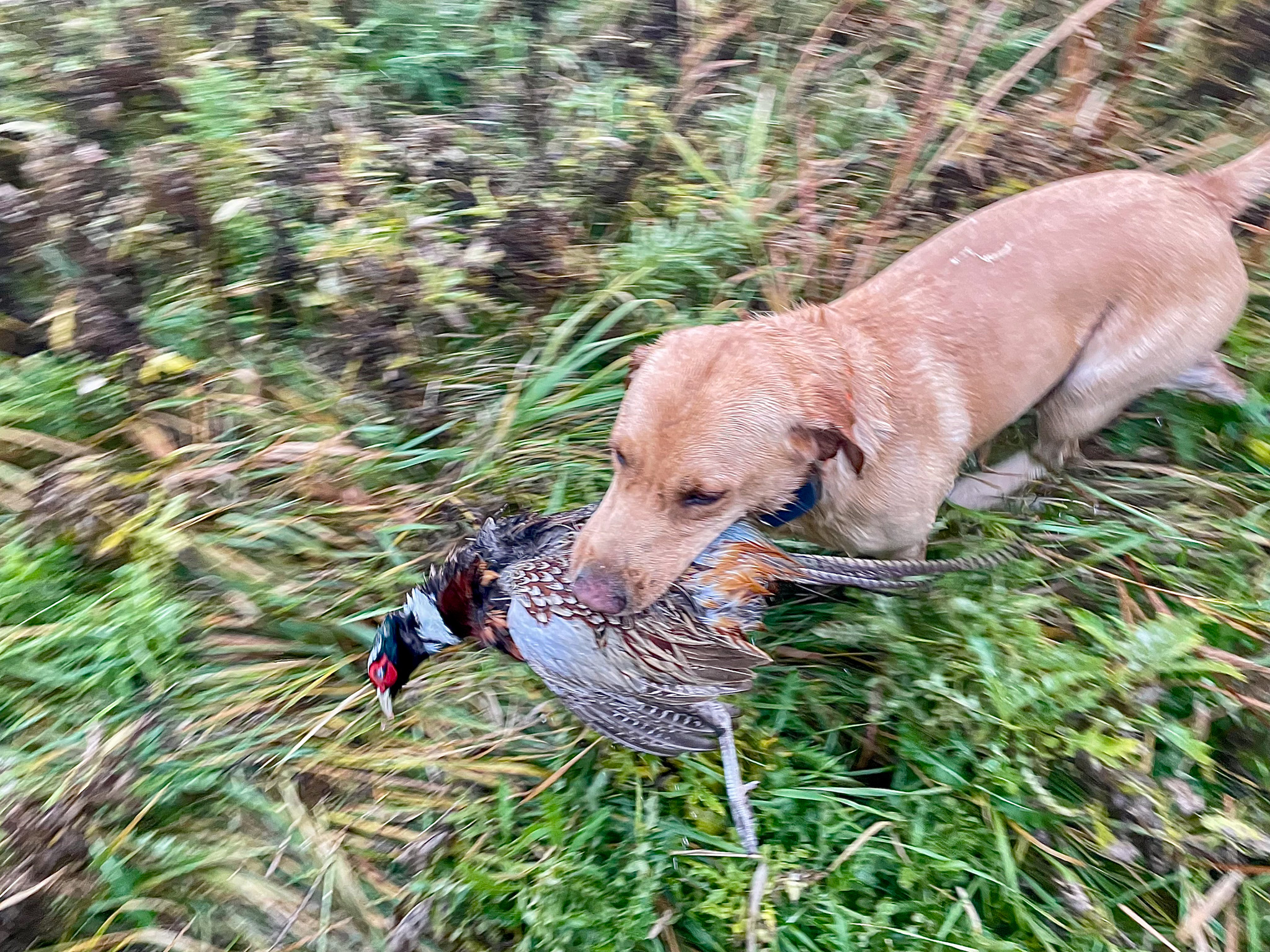 A retriever fetches a rooster.