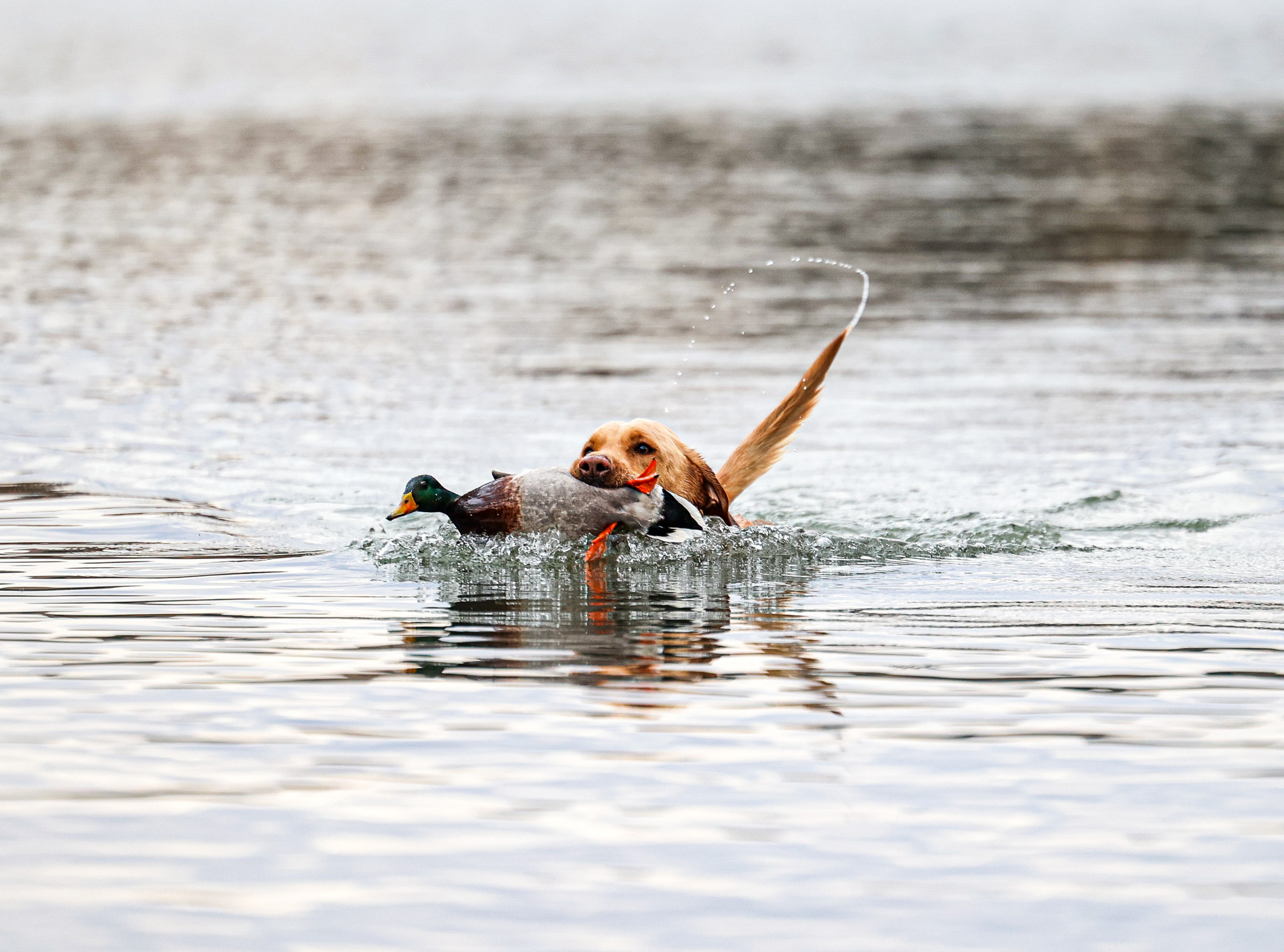 A dog retrieves a mallard