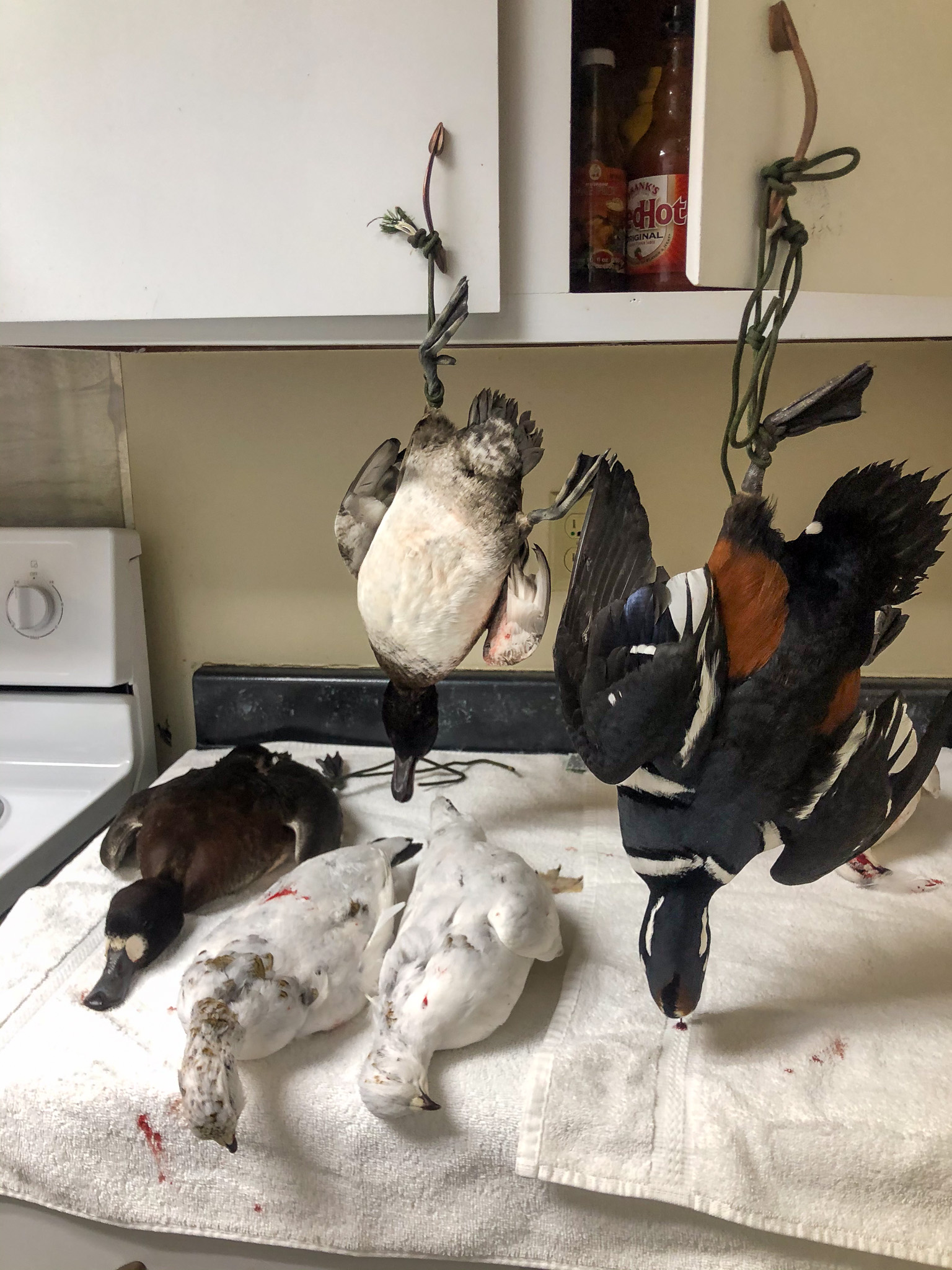 Ducks hang-drying over a dryer.