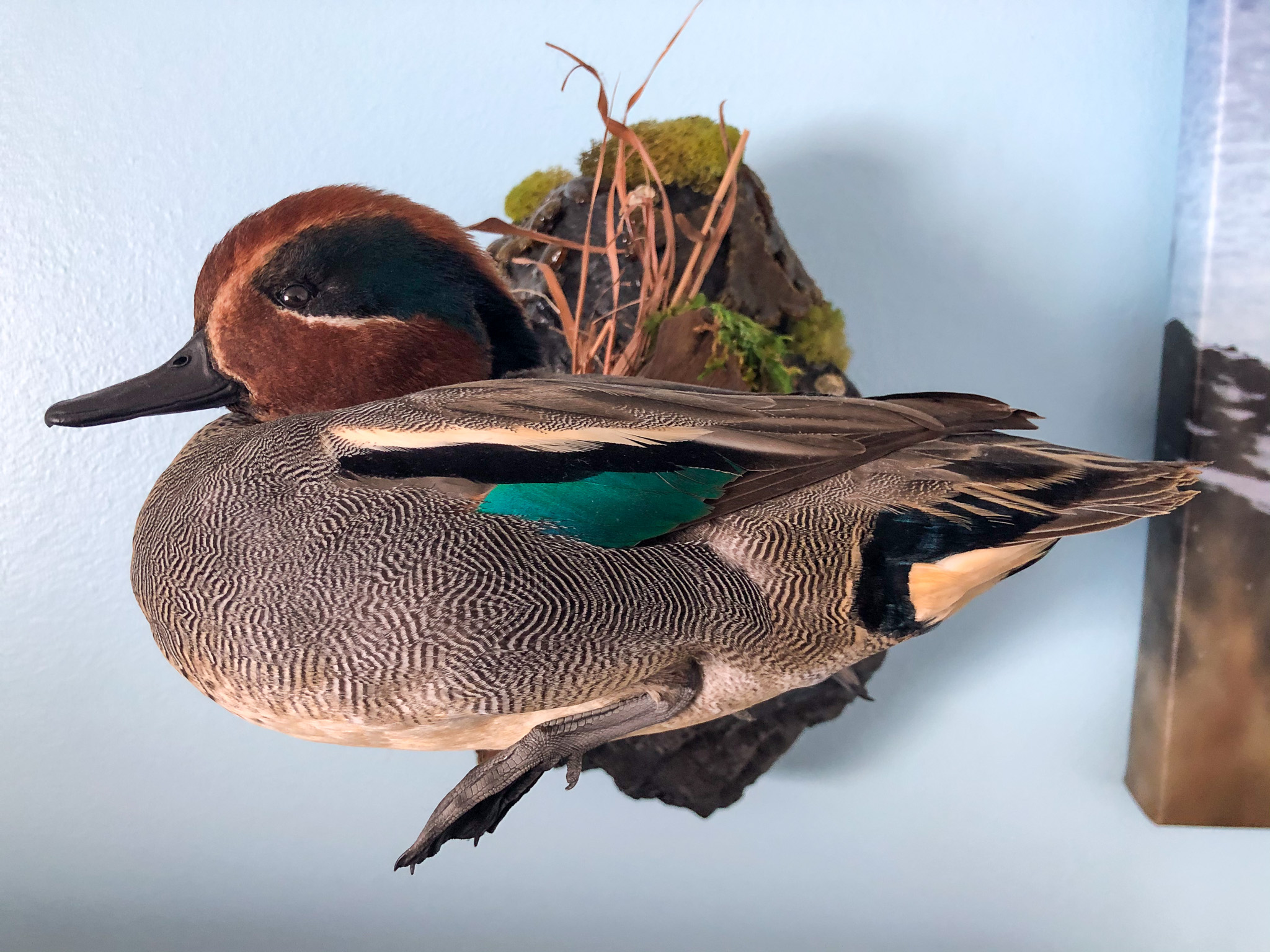 A mounted greenwing teal swimmng