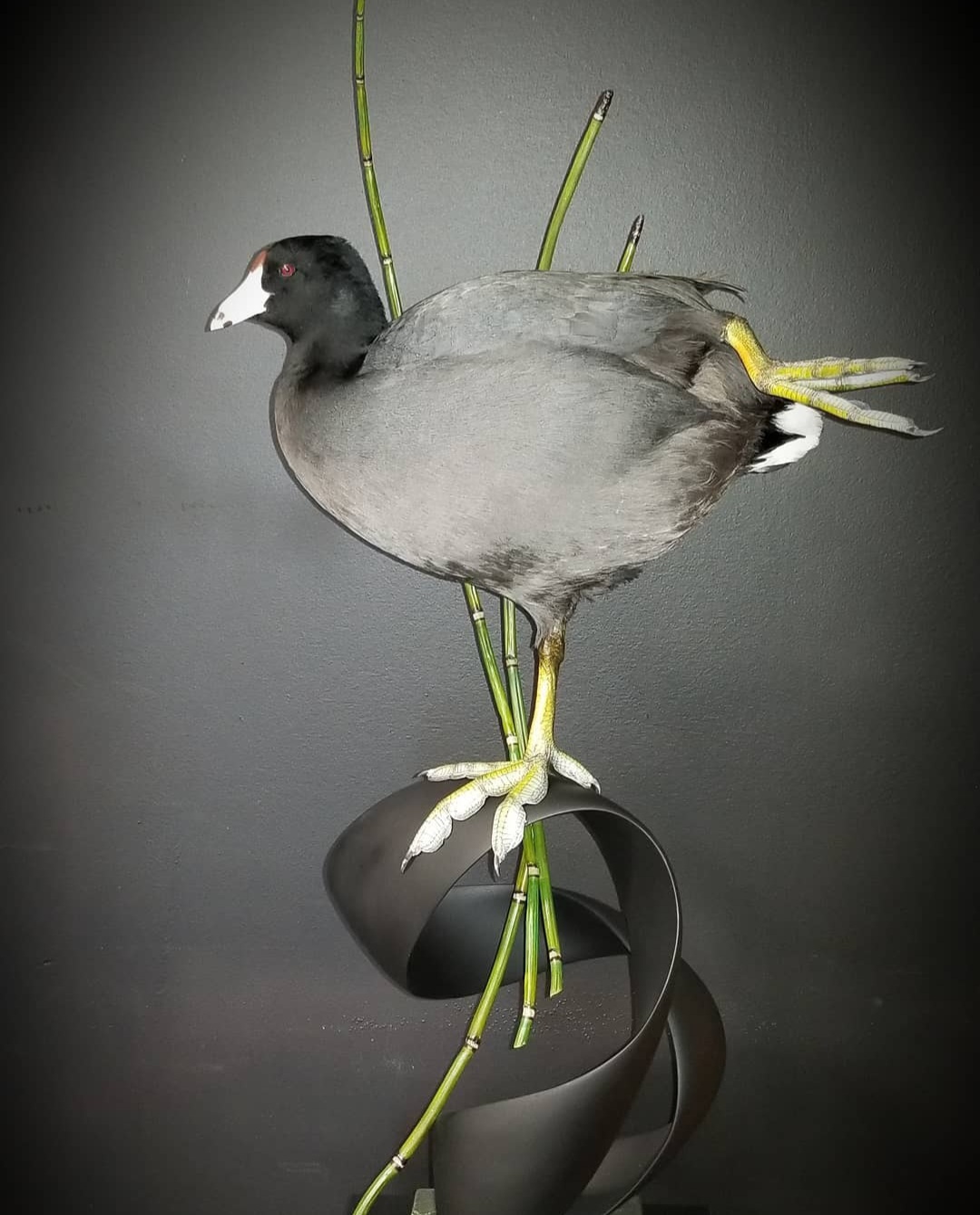 Dale Manning award winning coot