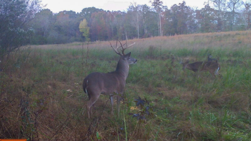 Hunter Tags Two Back-to-Back Bucks from the Ground in North Carolina