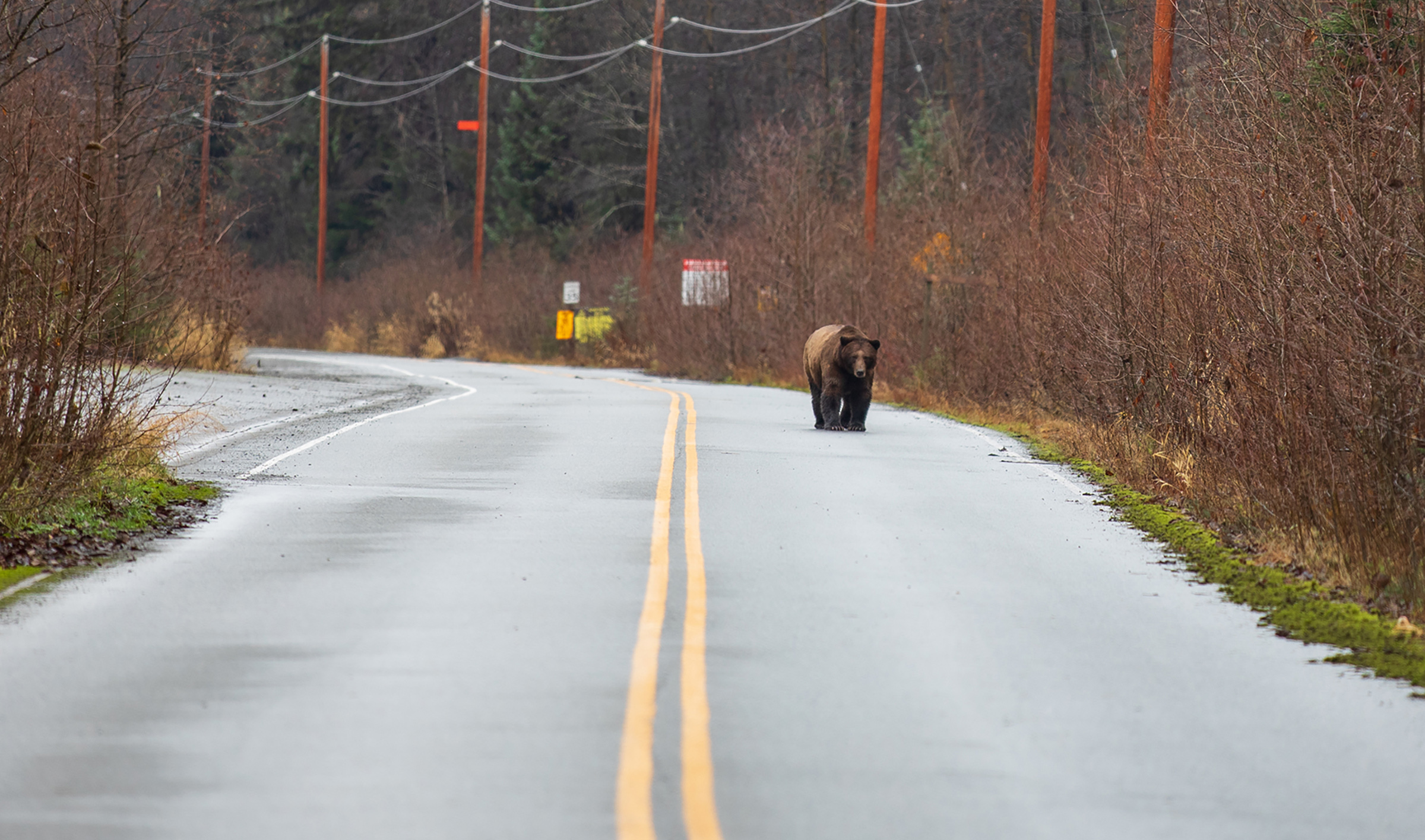 A bear walks down a road in Alaska.