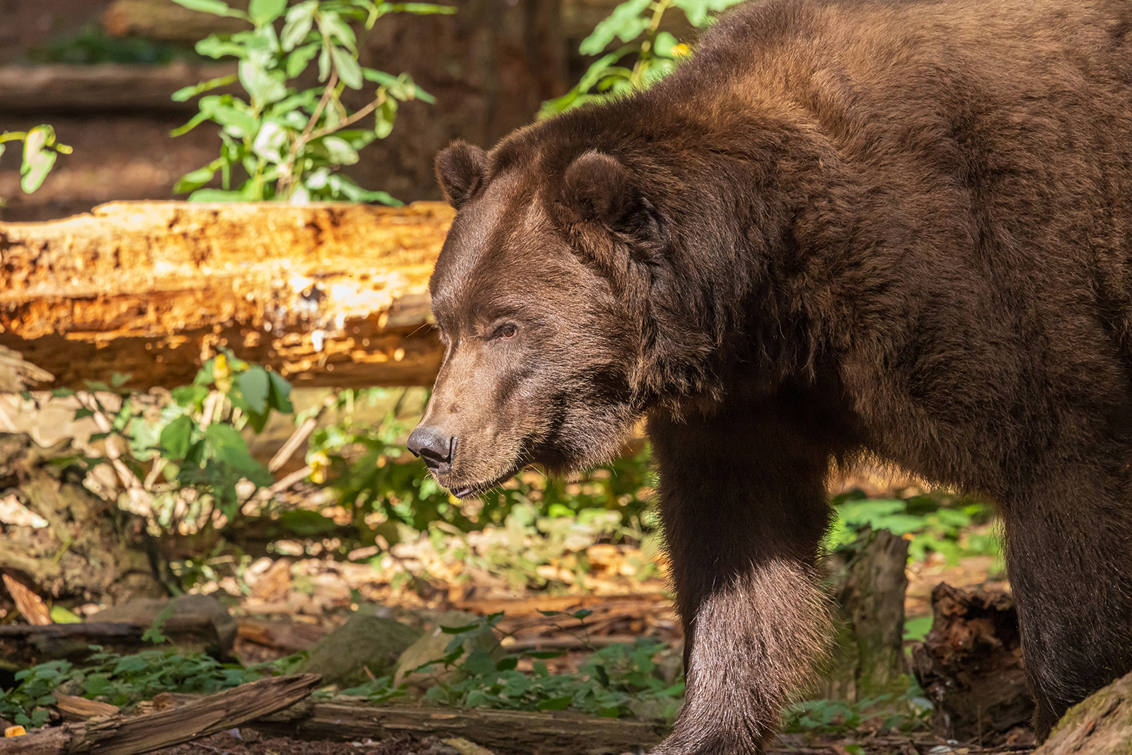 A bear close up.