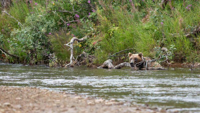 I Fought Off a Brown Bear with My Fishing Rod, and Other Close Calls While Living in Remote Alaska