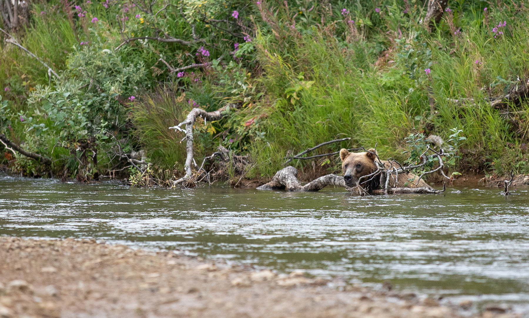 A bear stars at the camer from under a log.