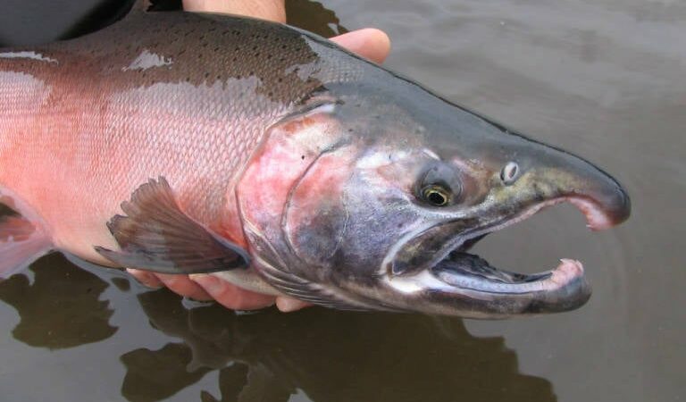 Illegal snagging of fish remains an issue on Michigan rivers – Outdoor News