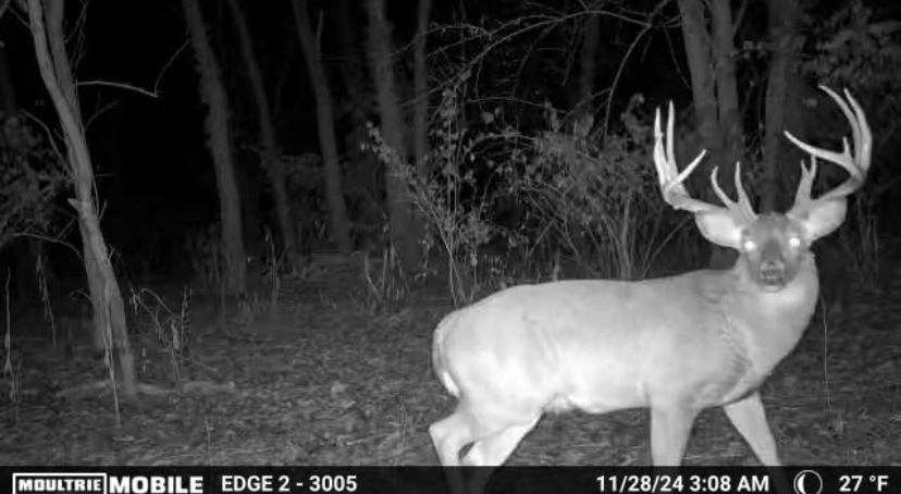 A trail camera photo of a big buck with two split brow tines at night.