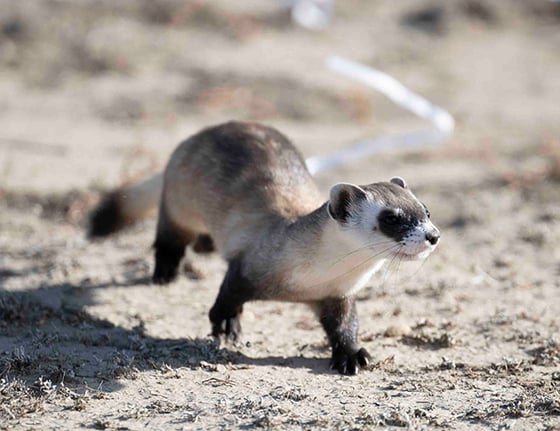 Illinois scientist joins in release of a ‘most endangered’ species – Outdoor News