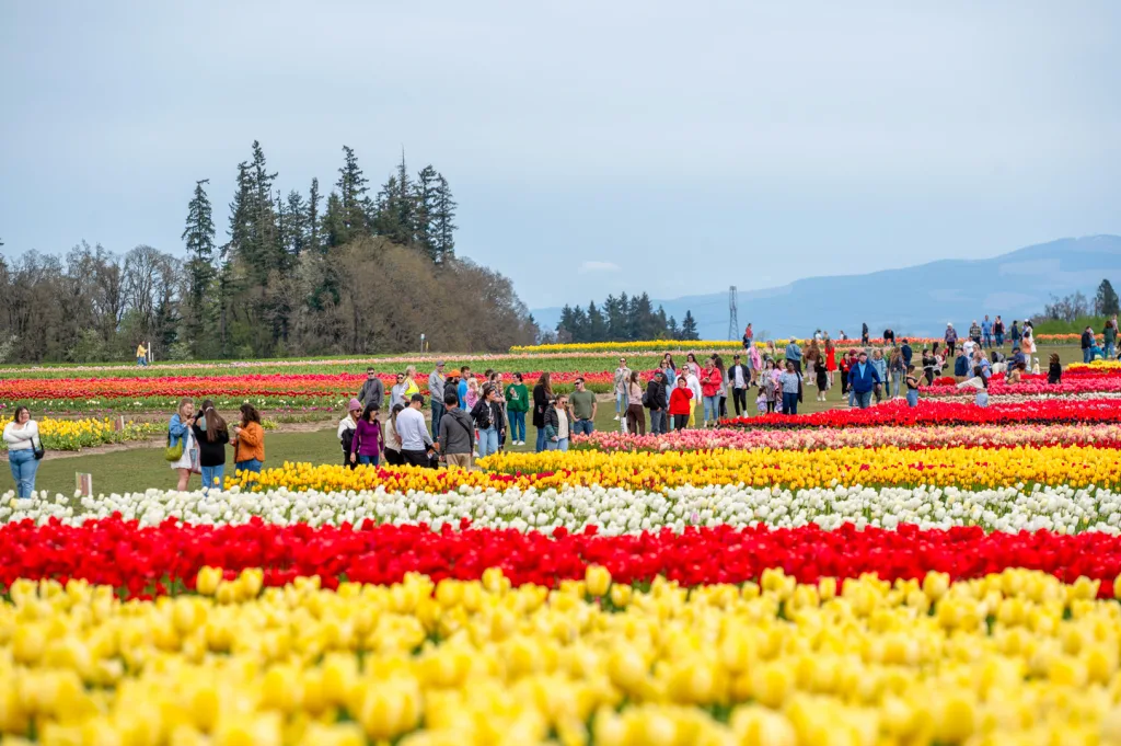 More than 100,000 visitors from around the world walk the tulip fields during the two-month-long festival on the Iverson Family Farms property.